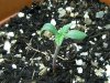 grow journal 035.jpg