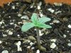 grow journal 036.jpg
