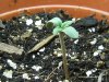 grow journal 037.jpg