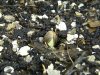 grow journal 038.jpg