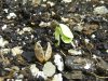 grow journal 041.jpg