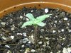 grow journal 046.jpg