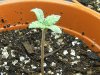 grow journal 047.jpg