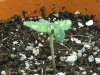 grow journal 048.jpg