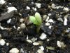 grow journal 044.jpg