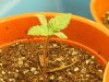 grow journal 049.jpg