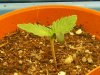 grow journal 050.jpg