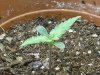 grow journal 051.jpg