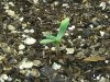 grow journal 053.jpg