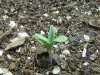 grow journal 052.jpg