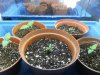 grow journal 055.jpg
