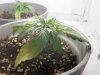 plant2.jpg