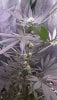 20200701_194318.jpg 20200701_194318.jpg