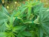 20200703_143324.jpg 20200703_143324.jpg