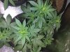 IMG_20200702_160914496.jpg