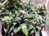 Buds1.jpg