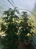 IMG_20200618_092443.jpg