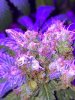 IMG_9781.JPG