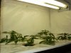 veg_01.jpg