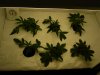 veg_02.jpg