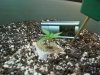 smallplant1.5.jpg