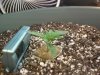 bigplant1.5.jpg