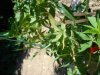DSC01673.jpg