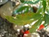 DSC01675.jpg