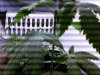topped at 34 da's from seed 001.jpg
