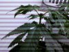 topped at 34 da's from seed 002.jpg