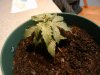 2009-06-02 19.31.36.jpg
