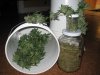 harvest 1st 001.jpg