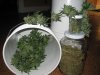 harvest 1st 002.jpg