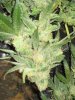 harvest 1st 005.jpg