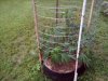 Outdoor Crop 7-8-2020--8pm (14).jpg