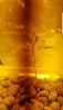 Screenshot_20200714-174012_Gallery.jpg