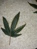 20200714_210837.jpg 20200714_210837.jpg