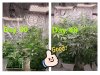 3x3 Tent 2X SF1000 Autos - 2.5 Gallon.jpg