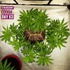 3-Strawberry Cough 63 today. (Last day of week 9）.jpg