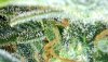 13206E09-F88A-47A3-91D6-0933B36CEDF8.jpeg