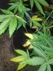 IMG_20200717_213925.jpg
