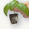 RootRiotBasilRoots300.jpg