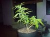 DSC00117.jpg