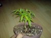 DSC00120.jpg