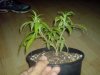 DSC00121.jpg