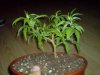 DSC00122.jpg
