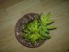 DSC00124.jpg