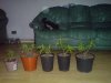 DSC00130.jpg