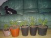 DSC00133.jpg