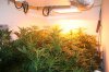 new plants 005.JPG